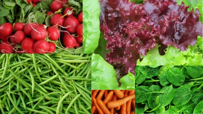 5.3 Vegetables that are easy to grow for the beginner