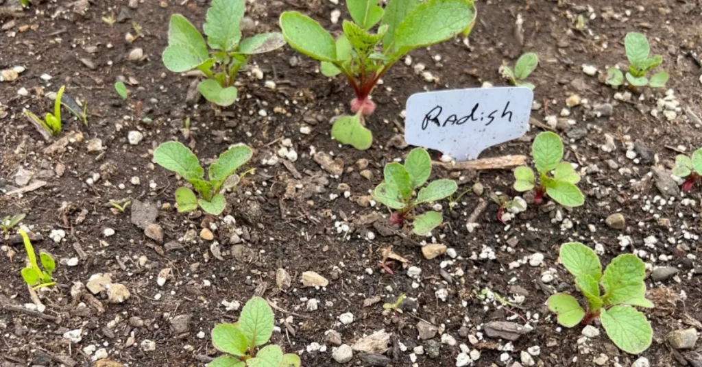First Sign of Radishes Grow It Fresh