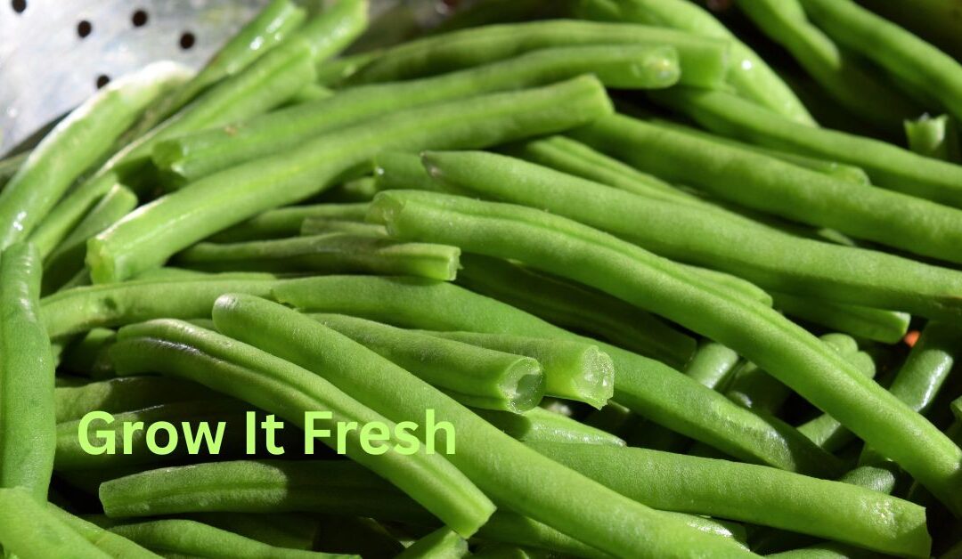 5 Things To Consider Before Planting Green Beans