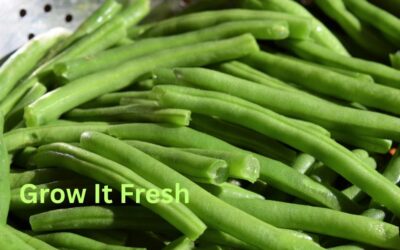 5 Things To Consider Before Planting Green Beans