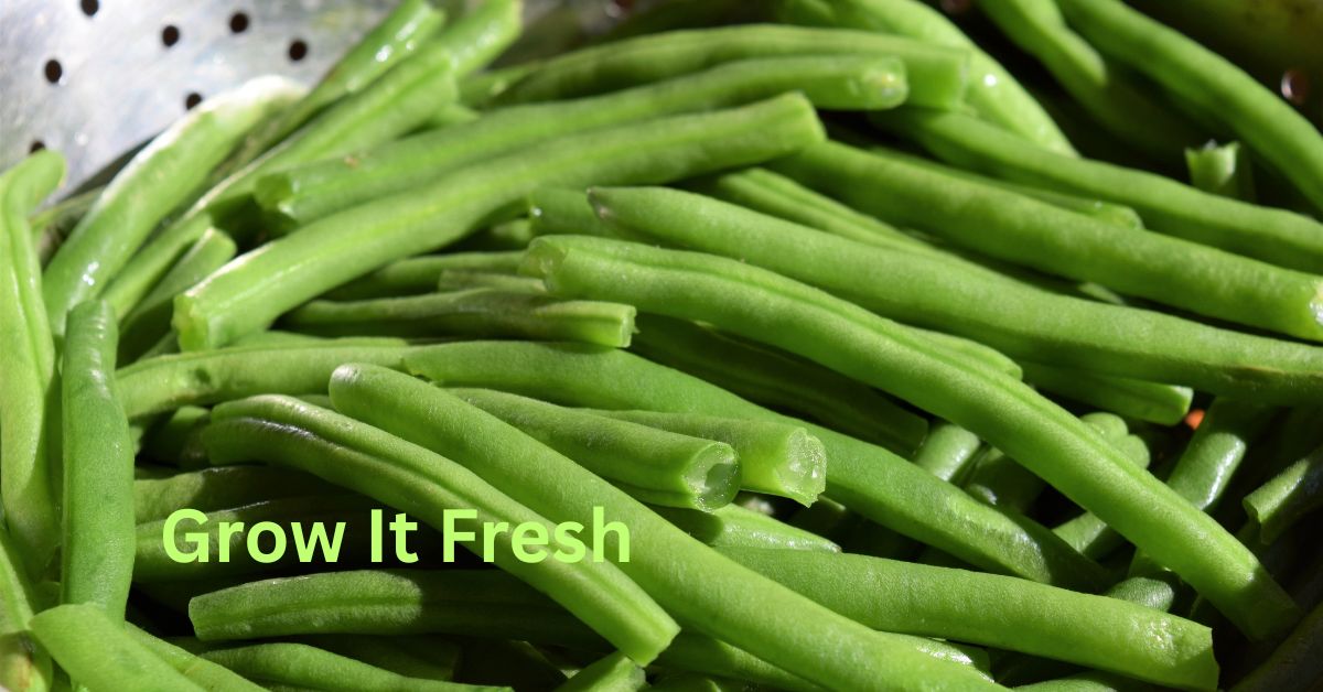How To Grow Green Beans Grow It Fresh