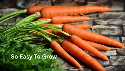 How To Grow Carrots In 6 Easy Steps