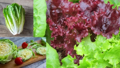 7 Things You Should Know Before You Grow Lettuce