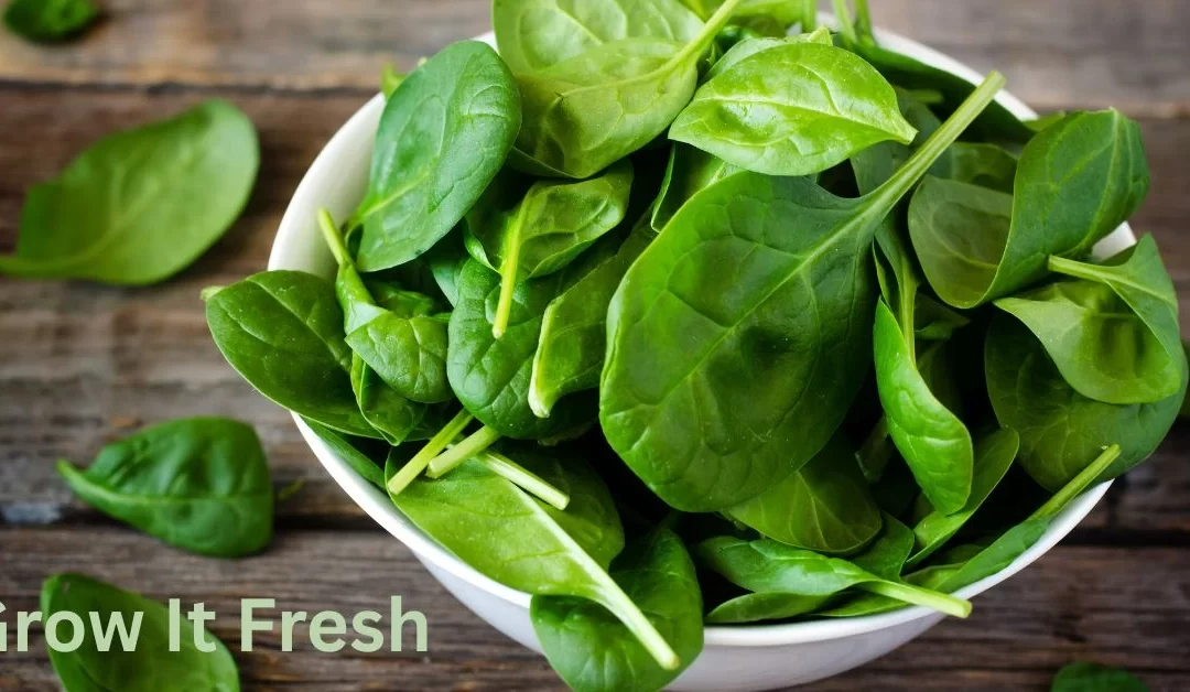 How to Grow Spinach: Growing Greens at Home