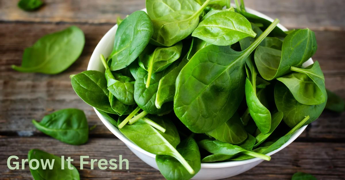 How To Grow Spinach Featured Grow It Fresh